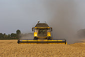 Combine harvester harvesting wheat, England