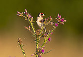 Goldfinch (Carduelis carduelis) feeding on a theasel, England