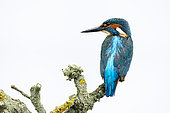 Kingfisher (Alcedo atthis) perched on a branch, England