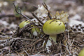 Death cap (Amanita phalloides), Vaucluse, France