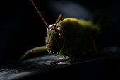 Egyptian grasshopper (Anacridium aegyptium), nymph, Gard, France
