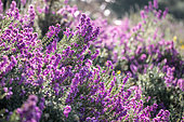 Bell heather (Erica cinerea)in bloom in a coastal pine forest, Cotes-d'Armor, France