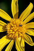 Straight-snouted weevil (Apioninae sp.) on Grey-leaved euryops (Euryops pectinatus) flower, Cotes-d'Armor, France