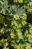 Portland Spurge (Euphorbia segetalis subsp. portlandica), Cotes-d'Armor, France