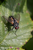 Tachinid fly (Thelaira sp.) on a leaf, Cotes-d'Armor, France
