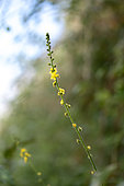 Common agrimony (Agrimonia eupatoria) in bloom, Gers, France