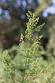 Annual Mugwort (Artemisia annua), Gard, France
