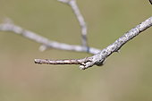 Geometer moth caterpillar (Geometridae sp.) on a twig, Drôme, France