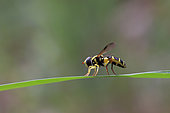 Anthill Hoverfly (Xanthogramma dives) female resting on a blade of grass, Gard, France