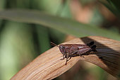 Short-horned Grasshopper (Pezotettix giornae) on a dry leaf of garden iris, Gard, France