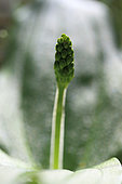 Bud inflorescence of Eggleaf twayblade (Neottia ovata) , Aveyron, France