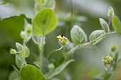 Sharpleaf cancerwort (Kickxia elatine) in a vegetable garden in summer, Gers, France