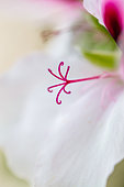 Pistil of Scented Geranium (Pelargonium sp)