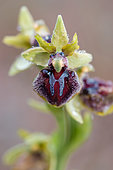 Ophrys Orchid (Ophrys passionis) flower, Vaucluse, France
