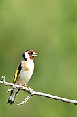 European Goldfinch (Carduelis carduelis) side view of an adult perched on a branch, France
