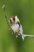 European Goldfinch (Carduelis carduelis) side view of an adult preening on a branch France