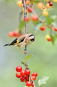 European Goldfinch (Carduelis carduelis) side view of an adult perched on a branch of cherry, France
