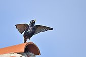 Eurasian starling (Sturnus vulgaris) singing on roof France