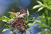 Blackcap (Sylvia atricapilla) female eating berries Elderberry, France