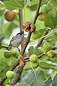Blackcap (Sylvia atricapilla) male in a common fig tree, France