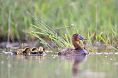 Female Common pochard (Aythya ferina) swimming with its youngs, France