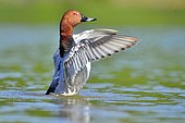 Comon Pochard (Aythya ferina) male snorting on water, Dombes, France