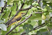 Eurasian Golden Oriole (Oriolus oriolus) perched in fig tree, France