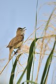 Great Reed Warbler (Acrocephalus arundinaceus) singing on a reed, France