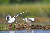 Black-headed gulls (Chroicocephalus ridibundus) with young, France