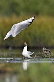 Black-headed gulls (Chroicocephalus ridibundus) with young, France