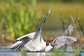 Black headed gull (Chroicocephalus ridibundus) fighting for a piece of food, France