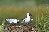 Courtship of Laughing gulls (Chroicocephalus ridibundus), France