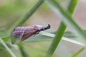 Hypena moth (Hypena lividalis) on a blade of grass, Gard, France