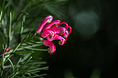 Rosemary Grevillea (Grevillea rosmarinifolia) flower, Cotes d'Armor, France