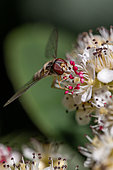 Marmalade Hover-fly (Episyrphus balteatus) on Cotoneaster (Cotoneaster sp) flower, Cotes d'Armor, France