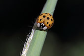 Asian lady Beetle (Harmonia axyridis), gard, France
