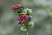 Fire bug (Pyrrhocoris apterus), brachypterous form, on alfalfa (Medicago sp.), Vaucluse, France