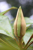 Southern magnolia (Magnolia grandiflora) bud, Cotes d'Armor, France