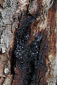 Bleeding canker of horse chestnut (Pseudomonas syringae pv. aesculi) on bark, Gers, France
