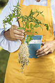 Woman holding a tomato cutting: a pruning waste (a tomato gourmand) has been rooted to give a new plant, to be replanted.