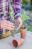 Lavatera cuttings: check that the cuttings are well rooted before planting or repotting.