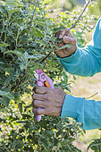 Woman pruning a Tree mallow (Lavatera thuringiaca) in summer to keep it compact.