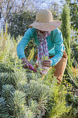Woman pruning a sage in a Mediterranean garden, in summer.