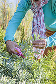 Woman pruning a sage in a Mediterranean garden, in summer.