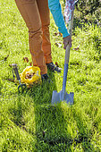 Planting spring flower bulbs in a lawn, step by step. 1: Cut the lawn with a spade.