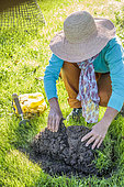 Planting spring flower bulbs in a lawn, step by step. 2: Lift a patch of grass.