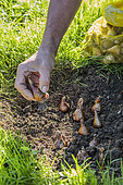 Planting spring flower bulbs in a lawn, step by step. 4: Bury the bulbs at the right depth.
