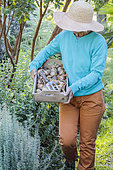 Woman carrying a box of daffodil bulbs for planting in the garden in autumn.