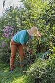 Woman planting a perennial persicaria in a bed in late summer