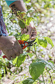 Woman pruning a re-emerging raspberry tree: a stem that will re-bloom is cut off to encourage a second, fuller bloom.